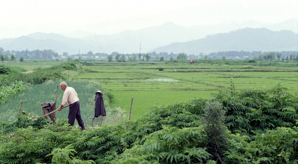 Rice paddies, Azerbaijan/Iran border (image copyright Nathaniel Pearson)