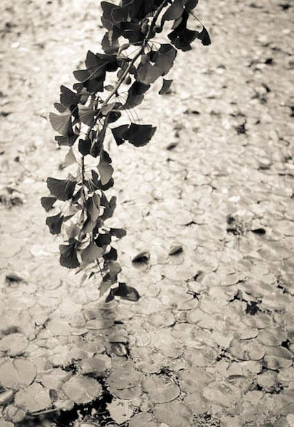 Rare fruit burdens the boughs. Female gingko, Chicago<br /> (image copyright Nathaniel Pearson)” title=”ginkobough-3″ /></p>
<p><strong>Rare fruit burdens the boughs.</strong> Female gingko, Chicago (image copyright Nathaniel Pearson)</p>
<h2>Rarity abounds</h2>
<p>Data-rich <a href=